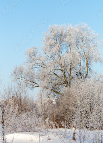 Snow-covered trees, winter landscape. Trees Natural background.