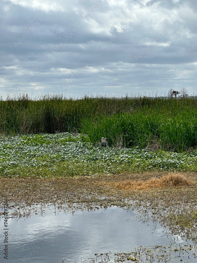 Fototapeta premium Wetlands