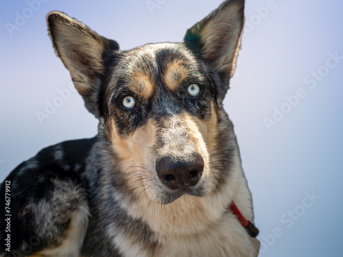 Hague dog with beautiful blue eyes on a blue background