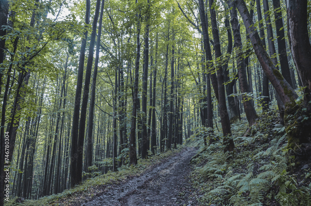 Fototapeta premium footpath in the woods