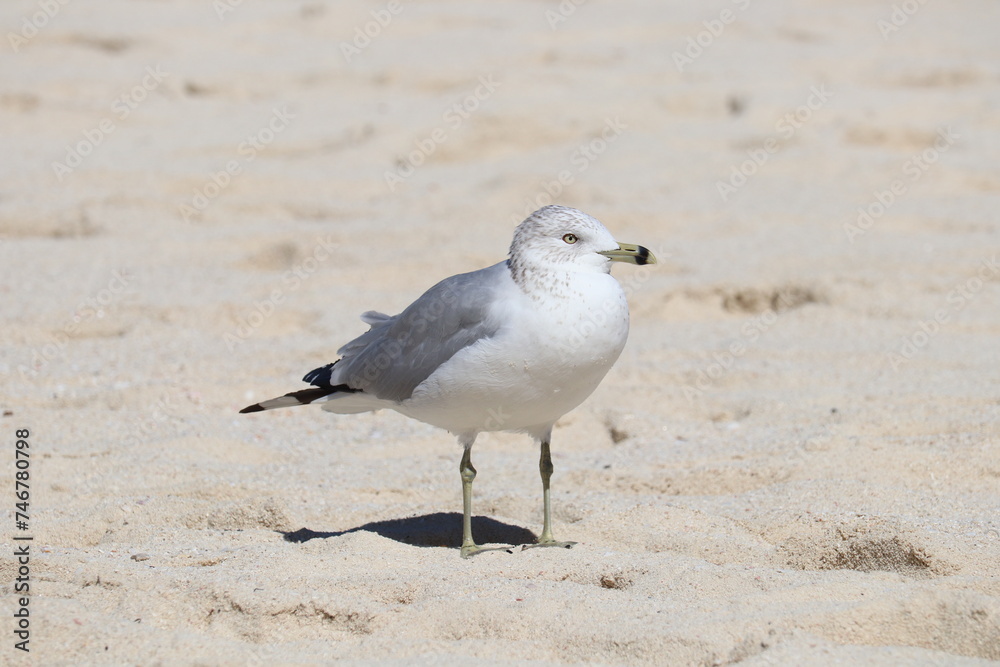 Seagull, Cabbage Beach, Nassau - Bahamas (Paradise Island) Seagull, Cabbage Beach, Nassau - Bahamas (Paradise Island)
