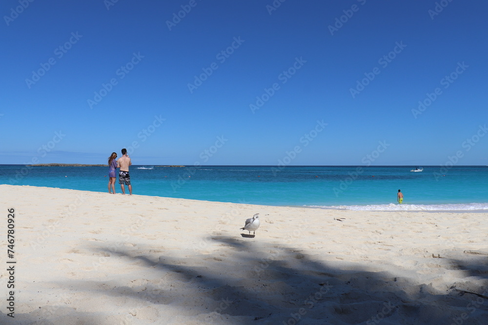 Seagull, Cabbage Beach, Nassau - Bahamas (Paradise Island) Seagull, Cabbage Beach, Nassau - Bahamas (Paradise Island)