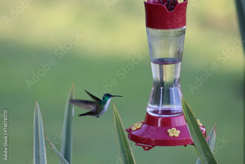 El colibrí © Manuela