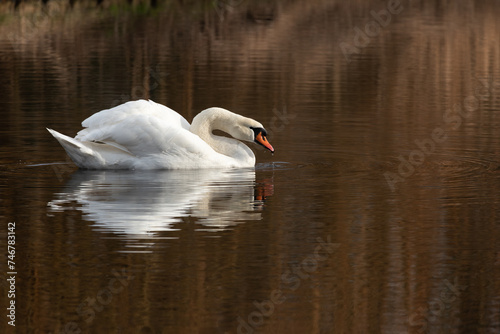 An adult mute swan   Cygnus olor  swims and drinks water from a lake in which he and the coastal vegetation are reflected.