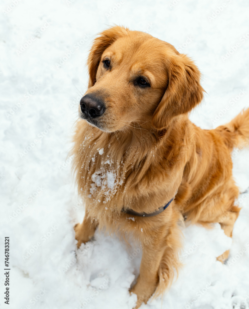 Golden Retriever dog in the snow 
