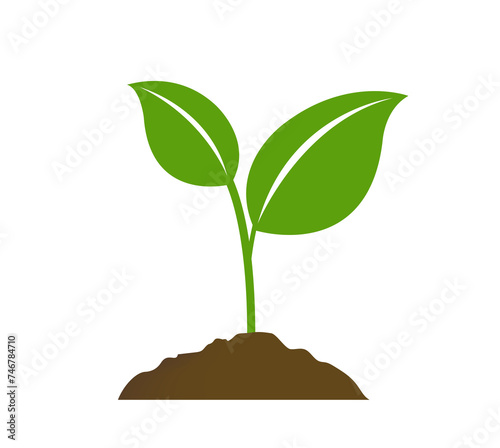 plant in the soil