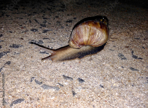 snail on the road