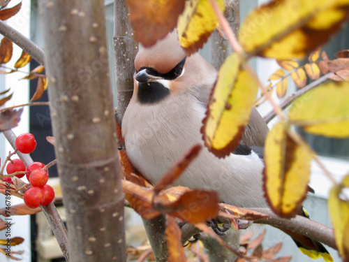 bird on a branch