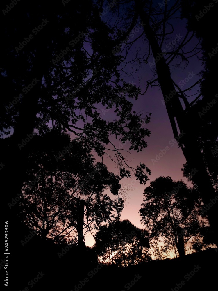 Silhouette of a tree in the night Silhouette of a tree in the night