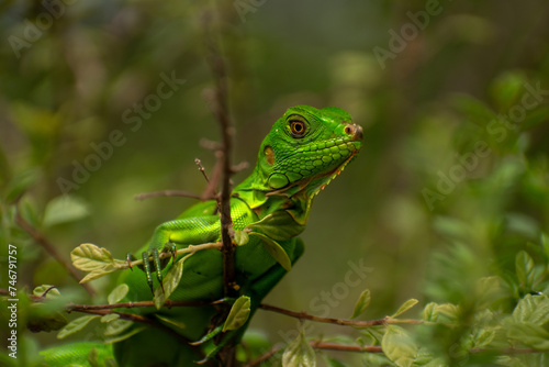 Iguana verde adorable descansando en una rama con hojas verdes photo