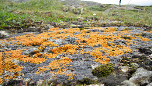 moss on the rocks