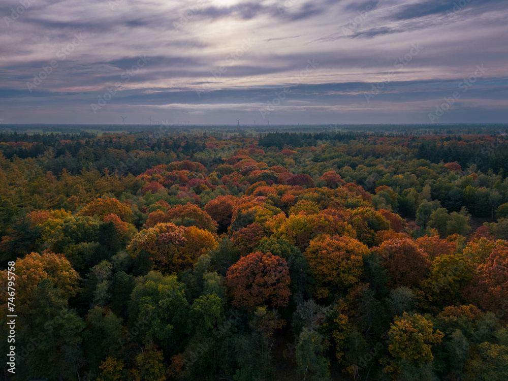 autumn in the forest