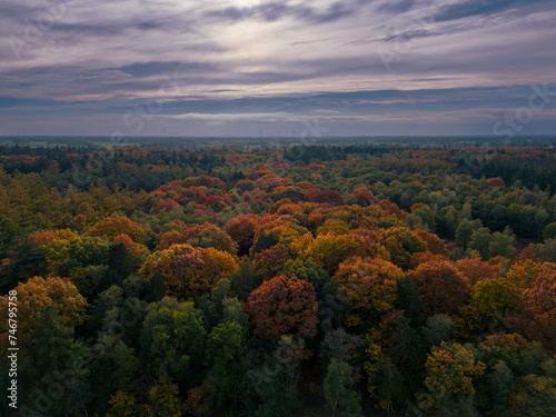 autumn in the forest