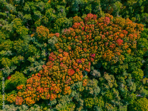 leaves autumn
