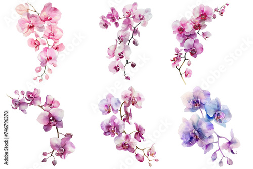 Watercolor orchid collection set in png no background for sample decoration.