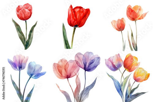 Wallpaper Mural Painting Watercolor tulip set collection in 3d png transparent no background for product presentation. Torontodigital.ca