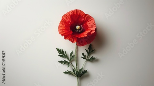 A clean, white background with a single poppy in the center, symbolizing remembrance
