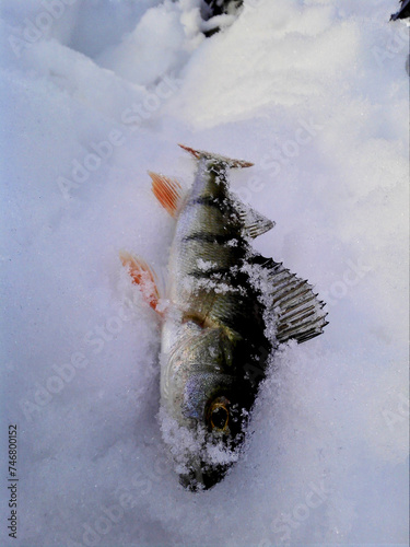 fish on ice