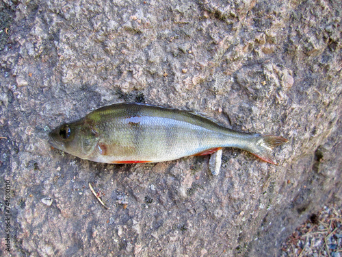 fish on the rock