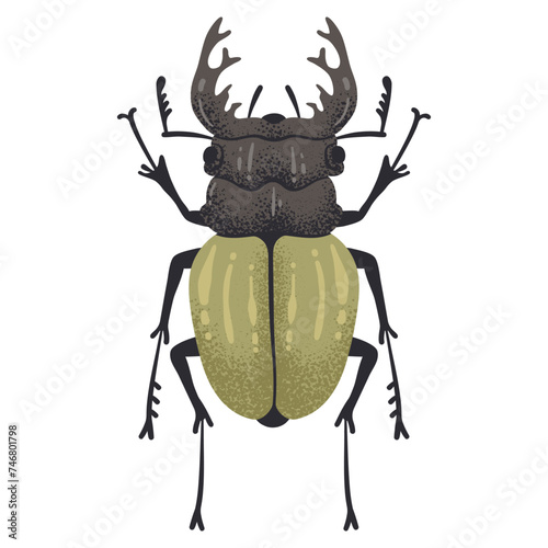 Hand drawn bug. Stag beetle insect, flying horned bug, coleopterist trophy flat vector illustration. Cartoon large stag beetle on white
