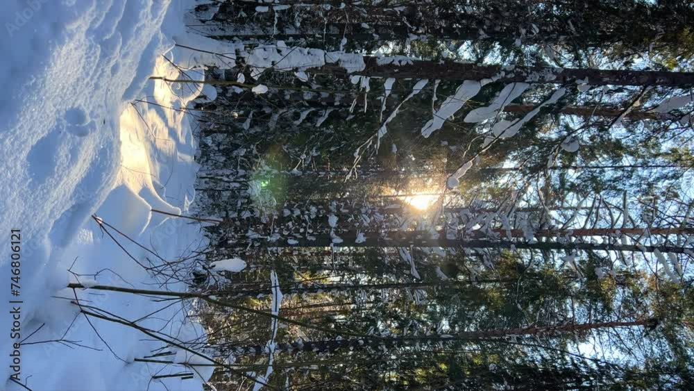 Beautiful winter forest landscape with sunlight. Pine forest. The tops of the pines in the wind one fine spring day. The sun breaks through the branches of the trees. Winter forest. Russia. 4К
