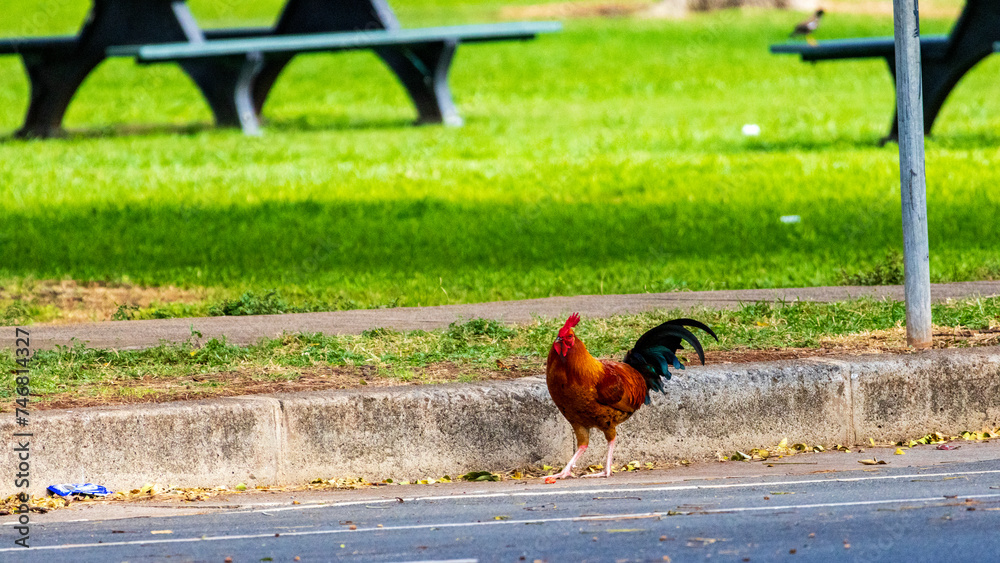 Fototapeta premium ハワイ 野生のニワトリ セキショクヤケイ Red jungle fowl