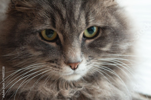 Portrait of a gray fluffy cat with big green eyes.