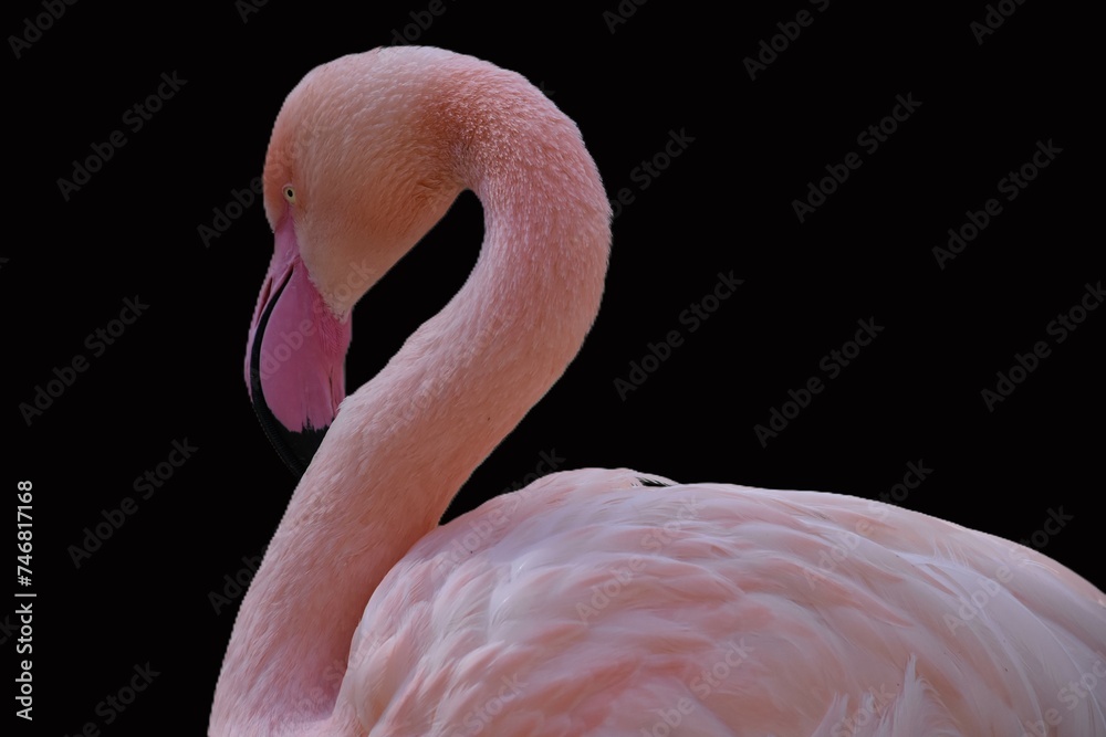 Naklejka premium portrait of a pink flamingo on a black background