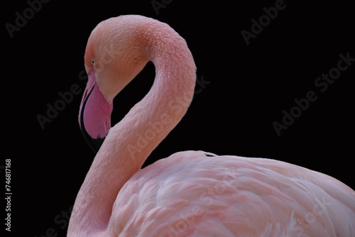 Fototapeta Naklejka Na Ścianę i Meble -  portrait of a pink flamingo on a black background