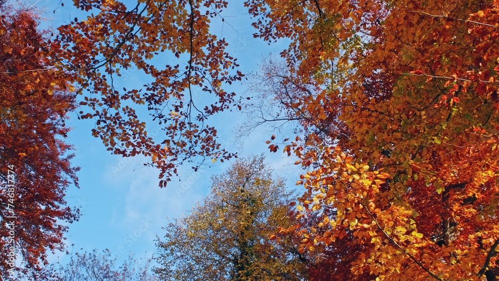 Park Tree Tops with Beautiful Red Orange and Yellow Golden Autumn Leaves Falling Park Tree Tops with Beautiful Red Orange and Yellow Golden Autumn Leaves Falling