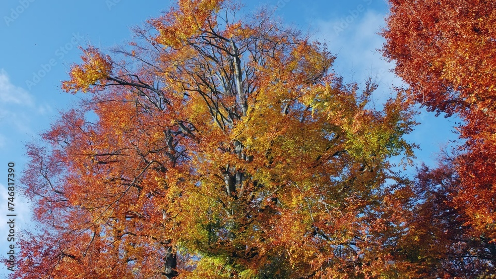 Park Tree Tops with Beautiful Red Orange and Yellow Golden Autumn Leaves Falling Park Tree Tops with Beautiful Red Orange and Yellow Golden Autumn Leaves Falling