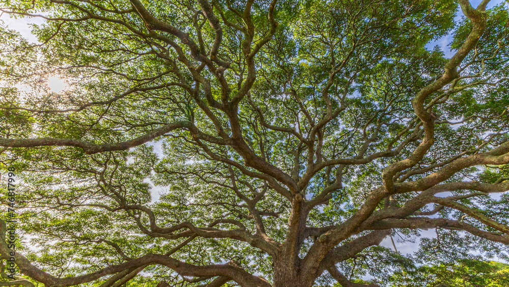 Fototapeta premium ハワイ モアナルアガーデン モンキーポッド