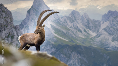 Alpine ibex alone surrounded by out of focus mountains.
