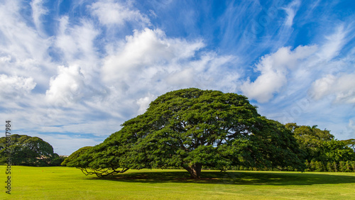 ❤️ ❀金の成る木❀キャンバス小 楽天市場】観葉植物 ミニ 金の