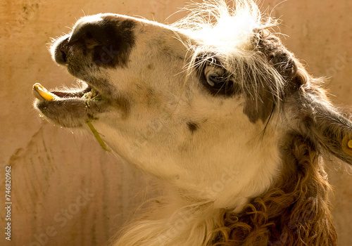 A lhama ou o lama (Lama glama), do quíchua lhama, é um mamífero ruminante . photo