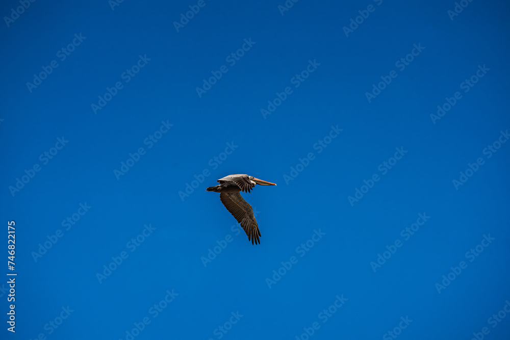 Obraz premium Pelicans in Flight and perched on Pier Post
