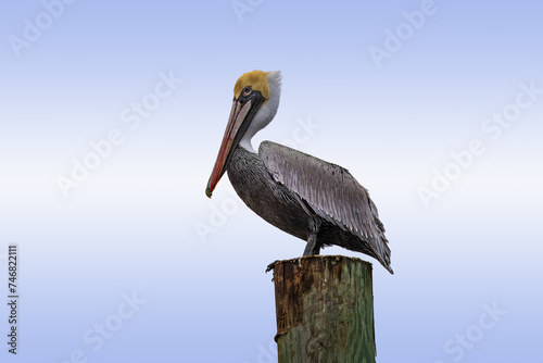 Pelicans in Flight and perched on Pier Post