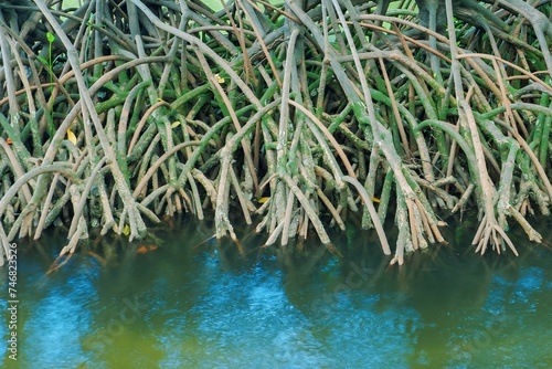 mangrove tree roots that grow above sea water. Mangroves function as plants that are able to withstand sea water currents that erode coastal land