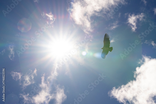 Endangered species. Closeup view of a Vultur gryphus, also known as Andean Condor, flying across the sky. The sun creates a lens flare.	 photo