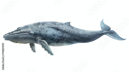 Watercolor blue whale illustration isolated on white © Mishi