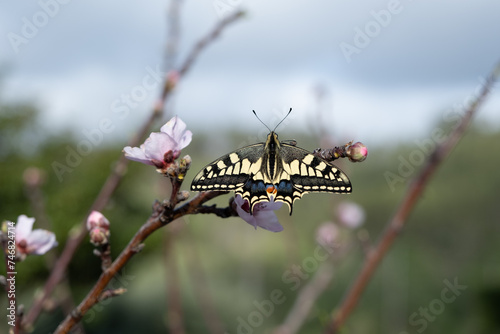 Swallowtail butterfly during spring