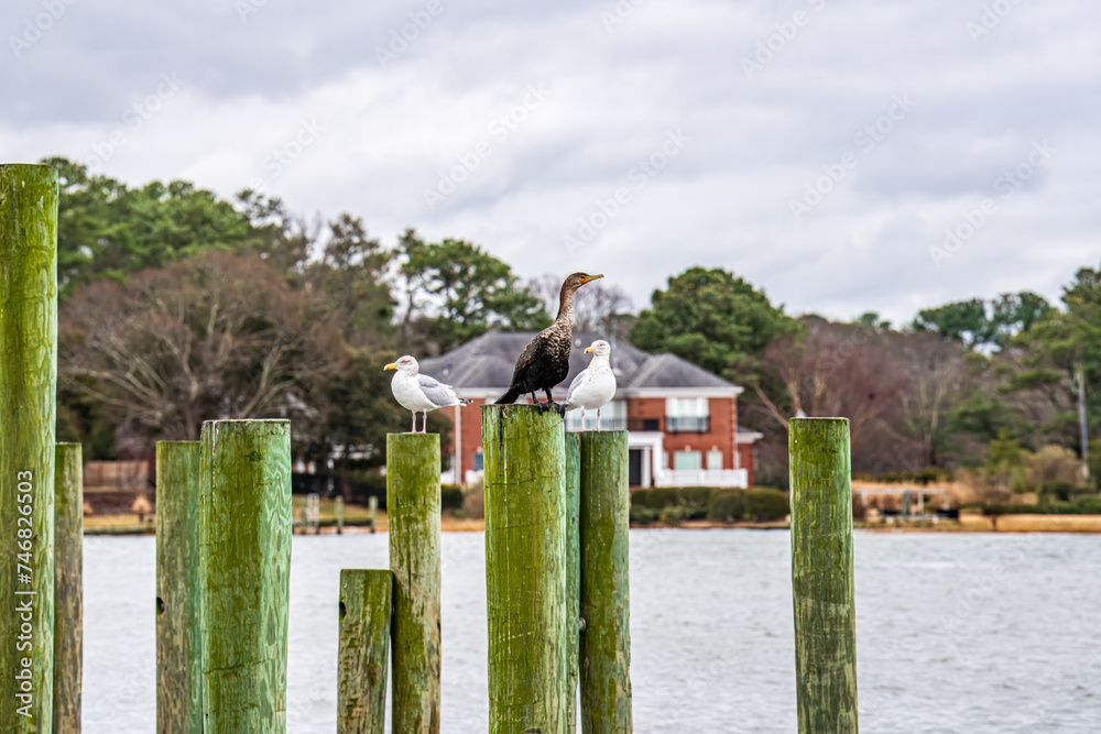Obraz premium Cormorants and Seagulls perched on Pier Posts