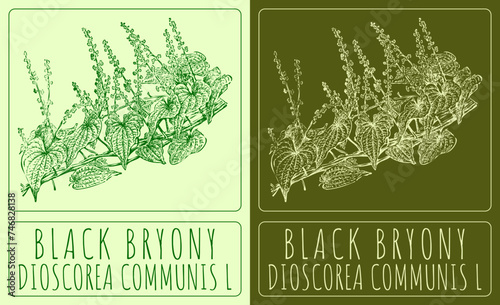 Vector drawing BLACK BRYONY. Hand drawn illustration. The Latin name is DIOSCOREA COMMUNIS L