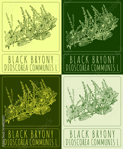 Set of vector drawing BLACK BRYONY in various colors. Hand drawn illustration. The Latin name is DIOSCOREA COMMUNIS L.
