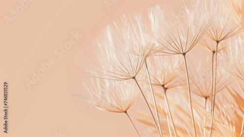 Delicate dandelion seeds against a soft pastel background