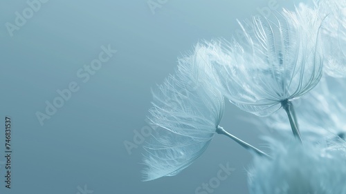 Close-up of delicate white dandelion seed head on a blue background
