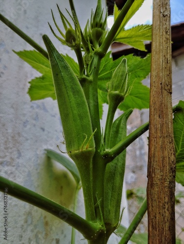 Growing okra in the garden 