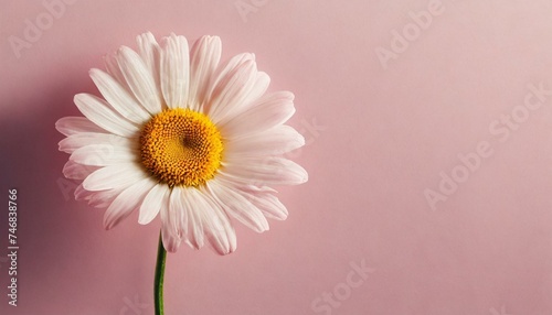 Beautiful chamomile daisy flower on neutral pink background. Minimalist floral concept with copy space. Creative still life summer, spring background