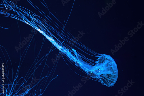 Fluorescent jellyfish swim underwater in aquarium pool with blue neon light. One Atlantic sea nettle chrysaora quinquecirrha in blue water, ocean. Theriology, tourism, diving, undersea life.