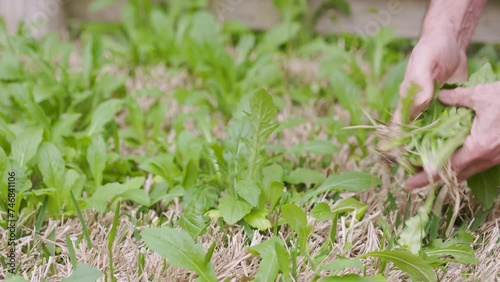man pulling weeds in his yard